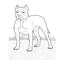 Perro #7909