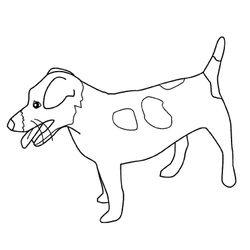 Perro #7916