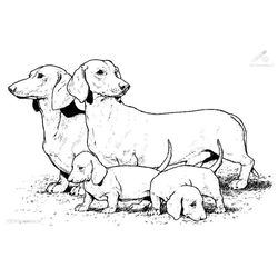 Perro #7918