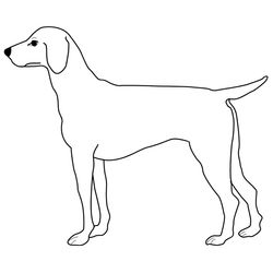 Perro #7920