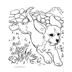 Perro #7924