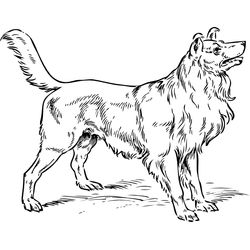Perro #7925
