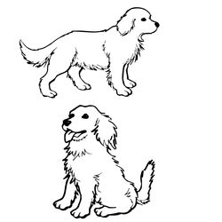 Perro #7928
