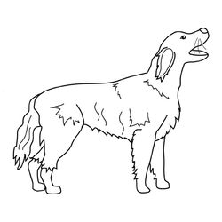 Perro #7939