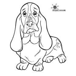 Perro #7953