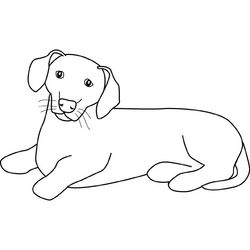 Perro #7954