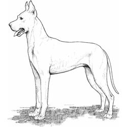 Perro #7961