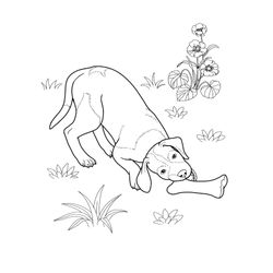 Perro #7962