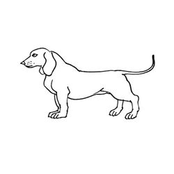 Perro #7963