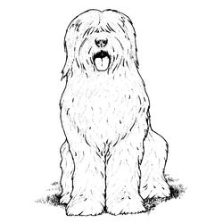 Perro #7967
