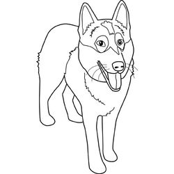 Perro #7969