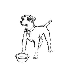 Perro #7970