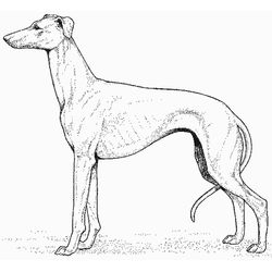 Perro #7972