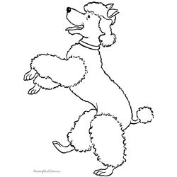 Perro #7976