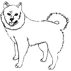 Perro #7977