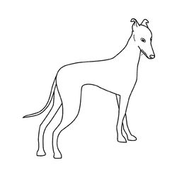 Perro #7992