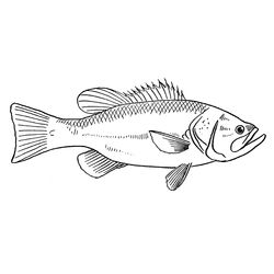 Pescado #8001