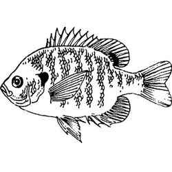 Pescado #8017