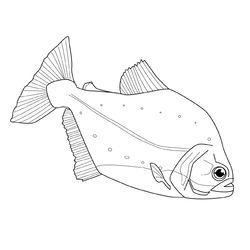 Pescado #8056