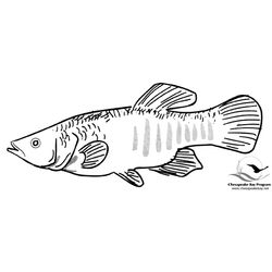 Pescado #8063