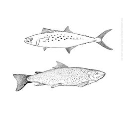 Pescado #8066