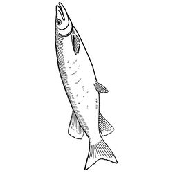 Pescado #8079
