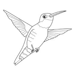 Colibrí #8105