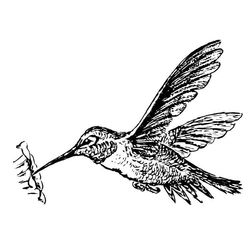 Colibrí #8109