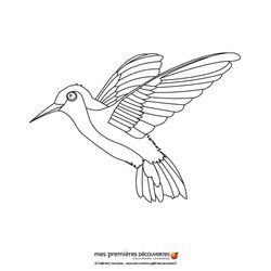 Colibrí #8112