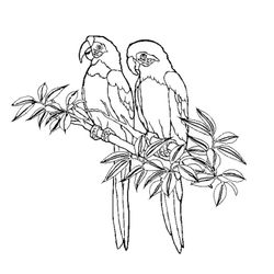 Colibrí #8114