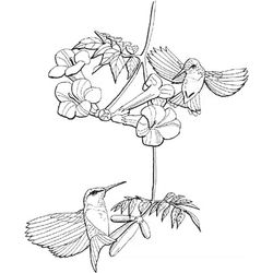 Colibrí #8116