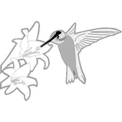 Colibrí #8118