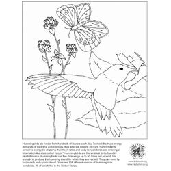 Colibrí #8122