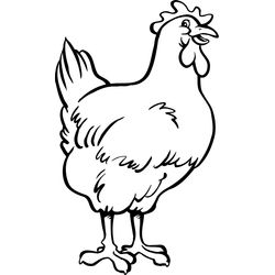 Pollo #8237