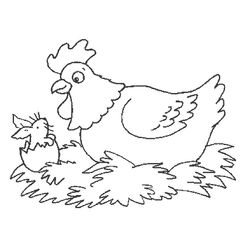 Pollo #8241
