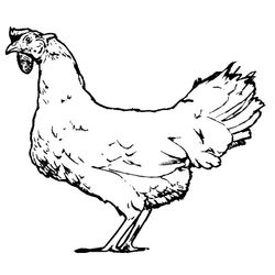 Pollo #8243