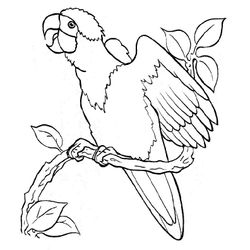 Pollo #8265