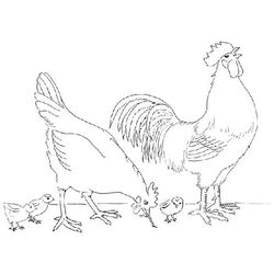 Pollo #8280