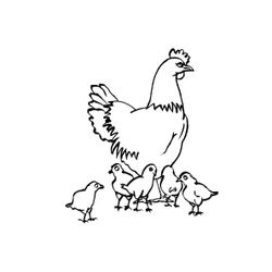 Pollo #8281