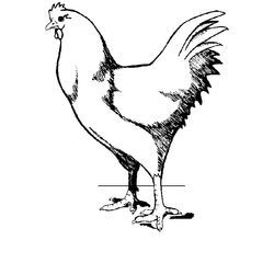 Pollo #8284