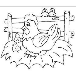 Pollo #8288