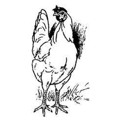 Pollo #8348