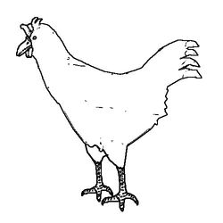 Pollo #8349