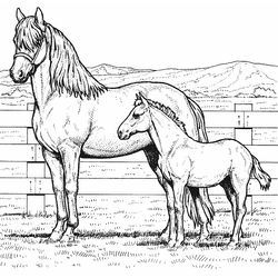 Poni #8614