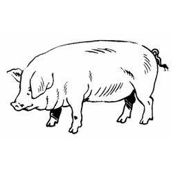 Cerdo #8678