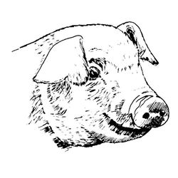 Cerdo #8683