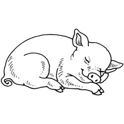 Cerdo #8689