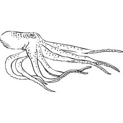 Pulpo #8739