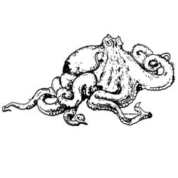 Pulpo #8743