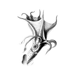 Pulpo #8798